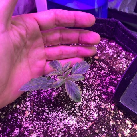 Stay Puft growlog timeline photo