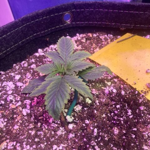 Stay Puft growlog timeline photo