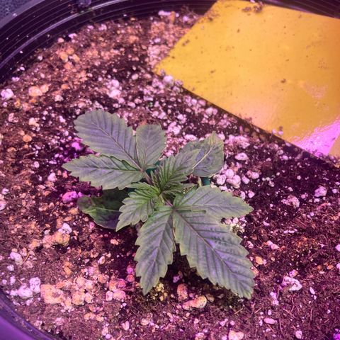 Stay Puft growlog timeline photo