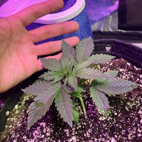 Stay Puft growlog timeline photo