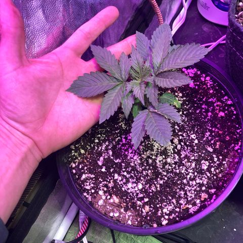 Stay Puft growlog timeline photo
