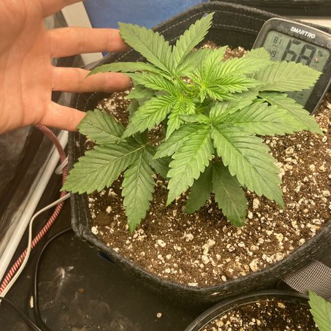 Stay Puft growlog timeline photo