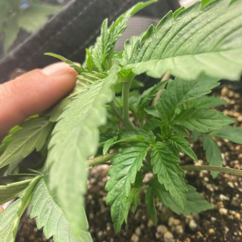 Stay Puft growlog timeline photo