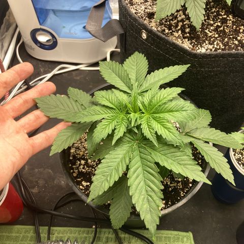Stay Puft growlog timeline photo
