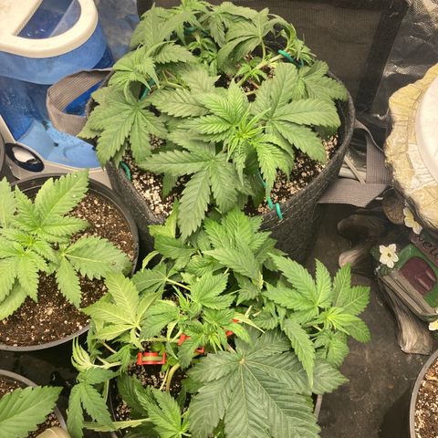 Stay Puft growlog timeline photo