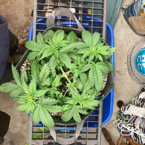Stay Puft growlog timeline photo