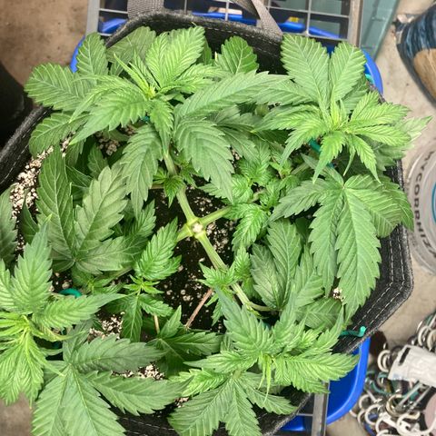 Stay Puft growlog timeline photo