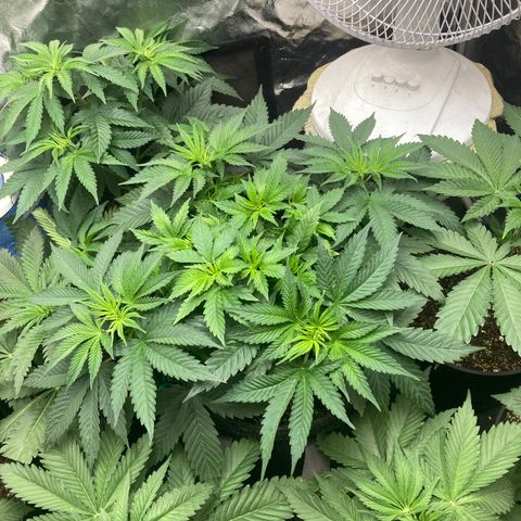 Stay Puft growlog timeline photo