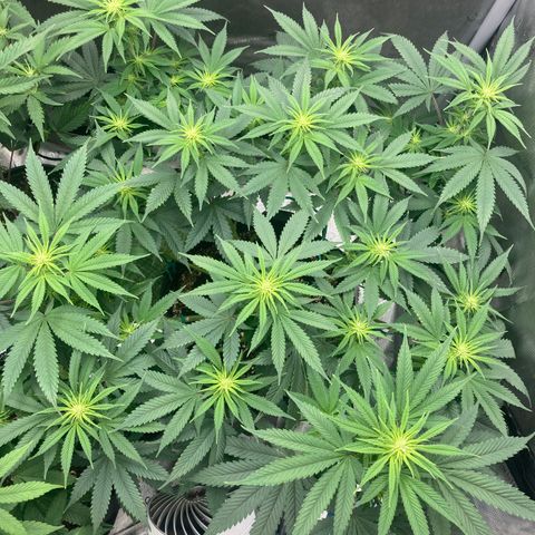 Stay Puft growlog timeline photo