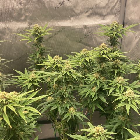 Stay Puft growlog timeline photo