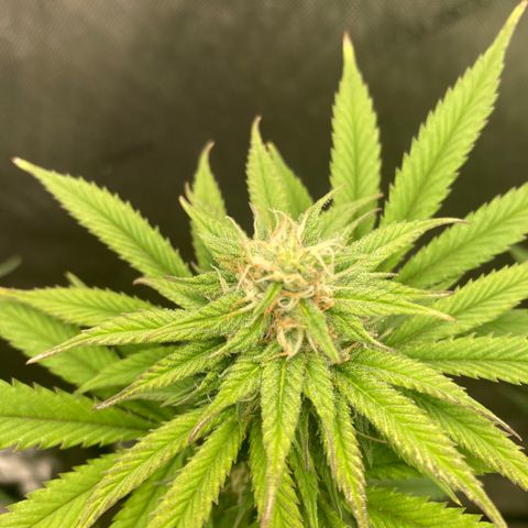 Stay Puft growlog timeline photo