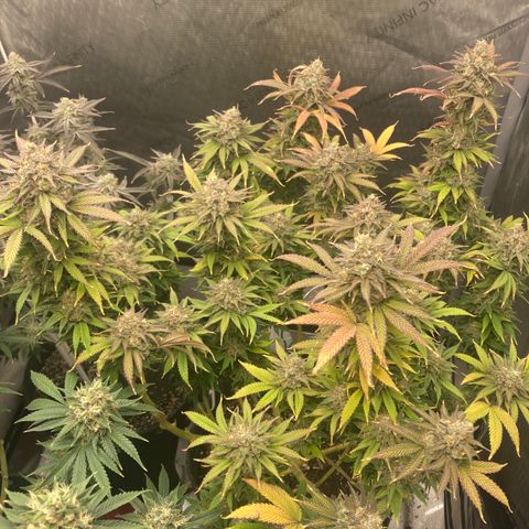 Stay Puft growlog timeline photo
