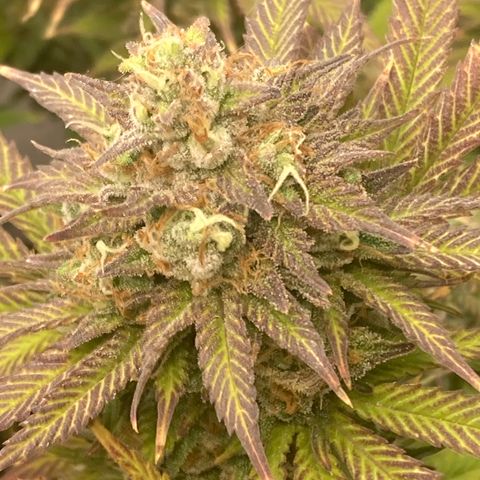 Stay Puft growlog timeline photo