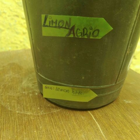 Limonagrio 👽 growlog timeline photo