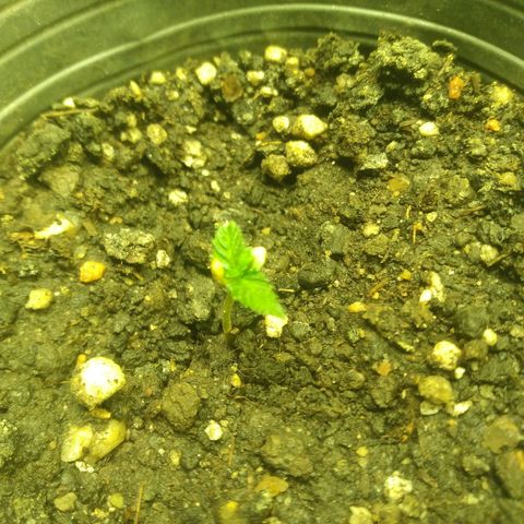 Limonagrio 👽 growlog timeline photo