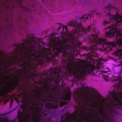Limonagrio 👽 growlog timeline photo