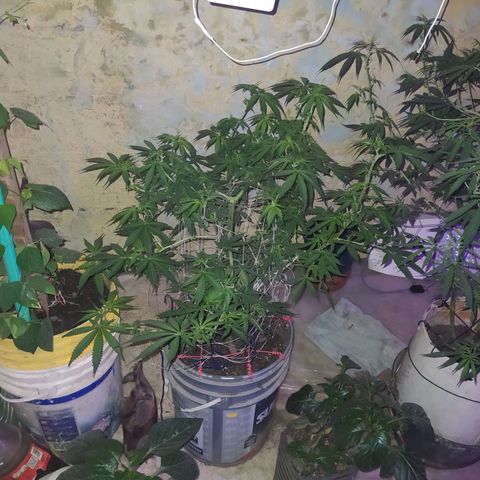 Limonagrio 👽 growlog timeline photo