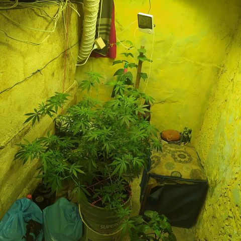 Limonagrio 👽 growlog timeline photo
