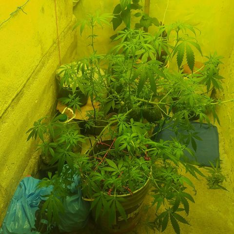 Limonagrio 👽 growlog timeline photo