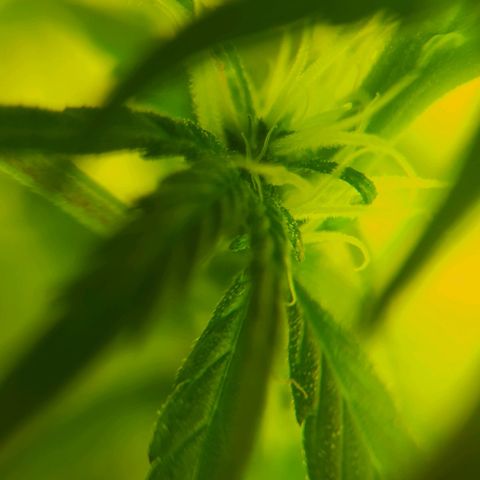 Limonagrio 👽 growlog timeline photo