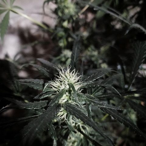 Limonagrio 👽 growlog timeline photo