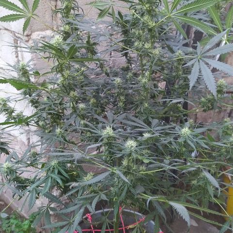 Limonagrio 👽 growlog timeline photo