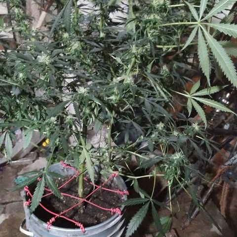 Limonagrio 👽 growlog timeline photo
