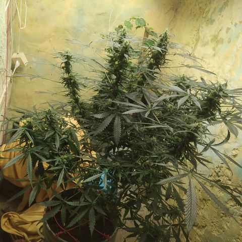 Limonagrio 👽 growlog timeline photo