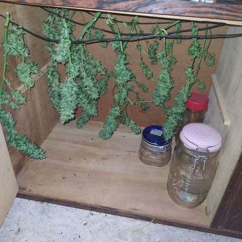 Limonagrio 👽 growlog timeline photo