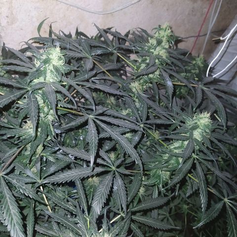 Limonagrio 👽 growlog timeline photo