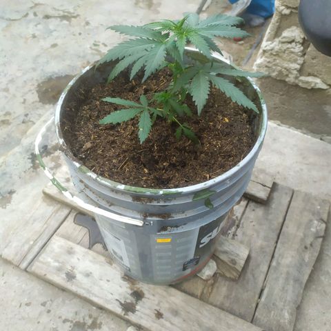 Limonagrio 👽 growlog photo: Transplante a mazeta definitiva