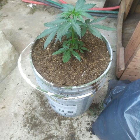 Limonagrio 👽 growlog photo: Transplante a mazeta definitiva