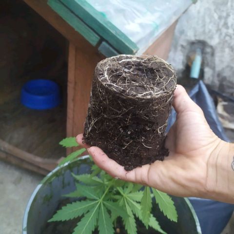 Limonagrio 👽 growlog photo: Transplante a mazeta definitiva