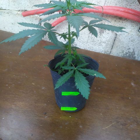 Limonagrio 👽 growlog photo: Transplante a mazeta definitiva