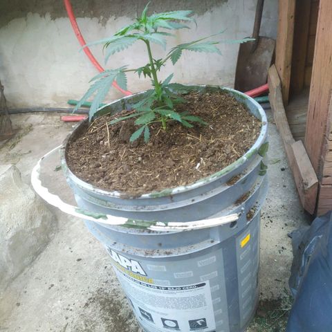 Limonagrio 👽 growlog photo: Transplante a mazeta definitiva