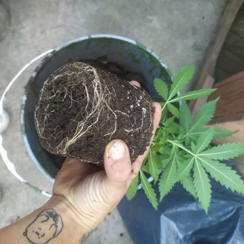 Limonagrio 👽 growlog photo: Transplante a mazeta definitiva