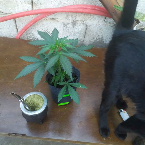 Limonagrio 👽 growlog photo: Transplante a mazeta definitiva