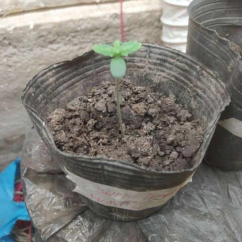 Morita  growlog timeline photo