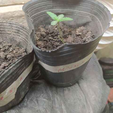 Magnum Auto growlog timeline photo