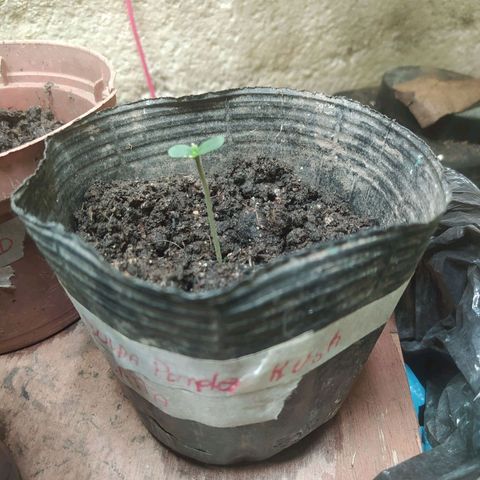 Morita  growlog timeline photo