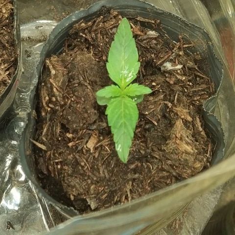 Magnum Auto growlog timeline photo