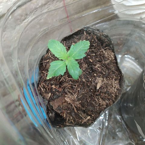 Morita  growlog timeline photo