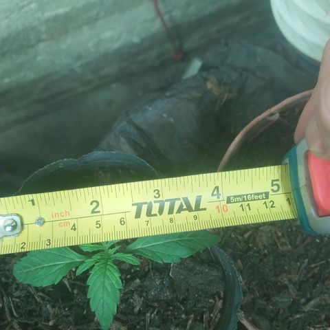 Magnum Auto growlog timeline photo