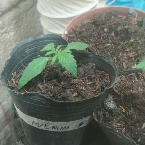 Magnum Auto growlog timeline photo
