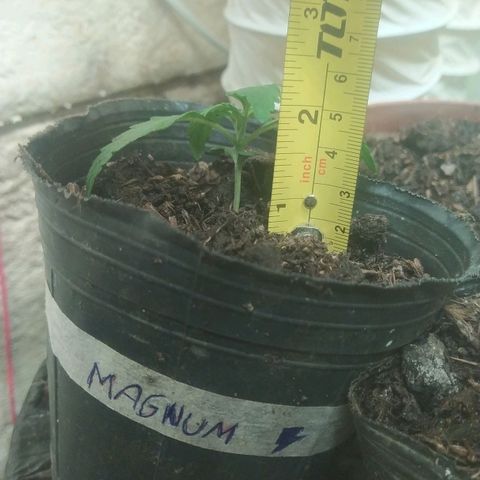 Magnum Auto growlog timeline photo
