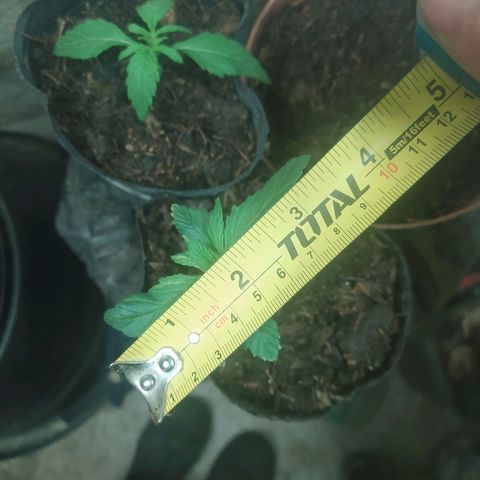 Morita  growlog timeline photo