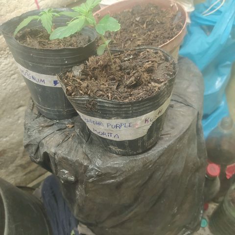 Morita  growlog timeline photo