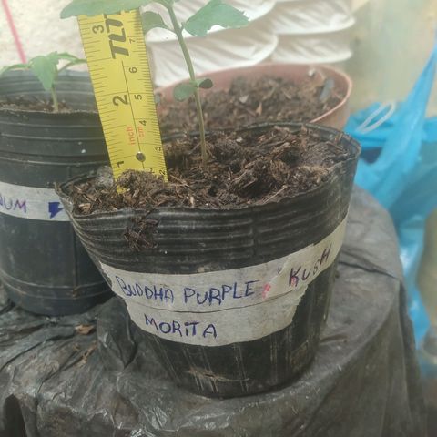 Morita  growlog timeline photo