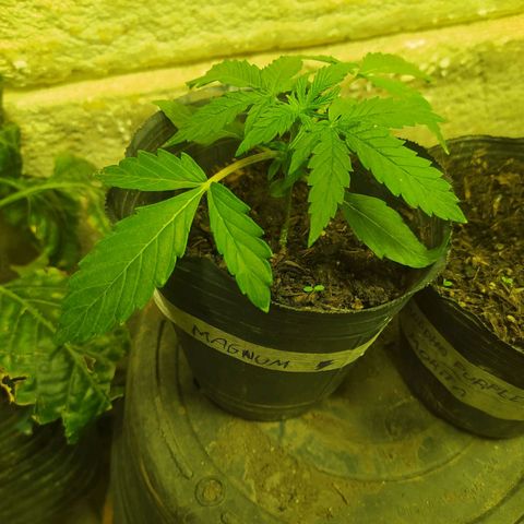 Magnum Auto growlog timeline photo