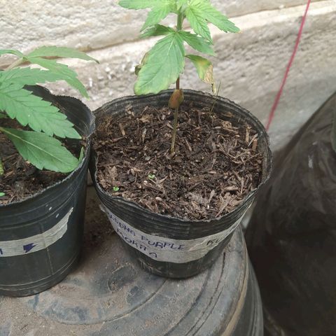 Morita  growlog photo: Tuvo un pequeño estrés al no darme cuenta y pechar la mazeta alto boludo 🤦🏻‍♂️ por suerte se recuperó en unos días
Estaba marchita 🥀